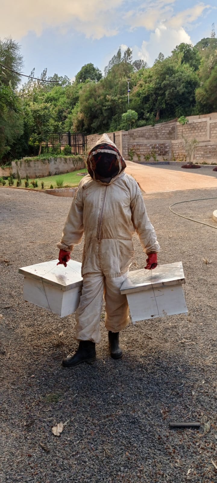 Beekeeper in a full bee suit carrying two catcher boxes